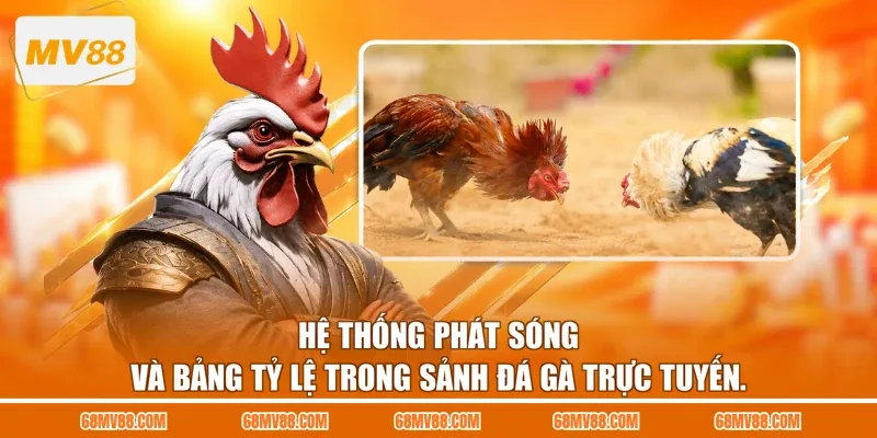 Hệ thống phát sóng và bảng tỷ lệ trong sảnh đá gà trực tuyến.